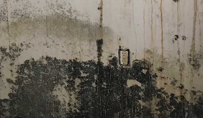 Mold on the wall