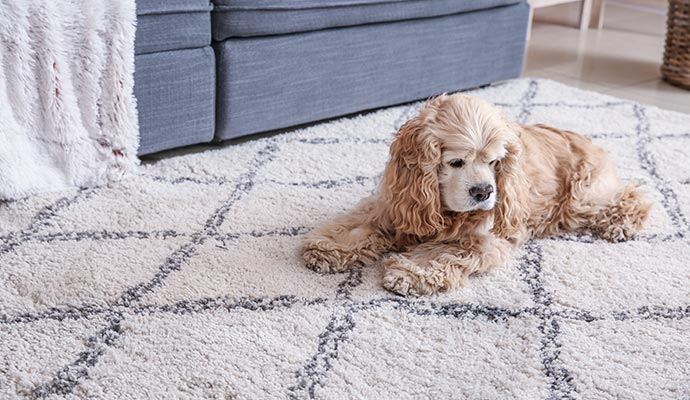 Pet lying on the carpet